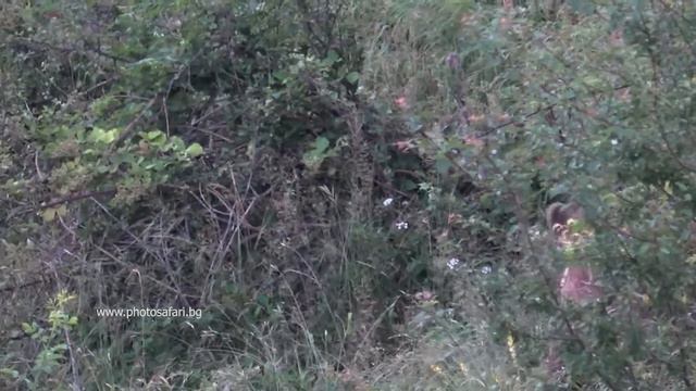 Среща с мечета смотреть онлайн