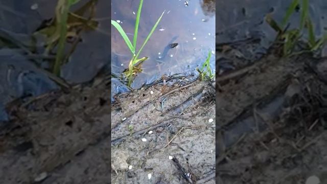 47news: Войтоловка с рыбой