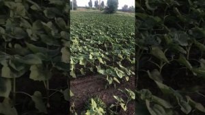 Действие гербицида Express на амброзию по подсолнуху