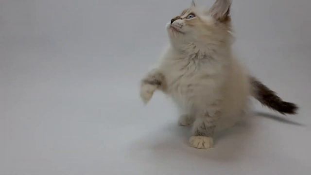 Питомник Сибирских и Невских Маскарадных кошек Звезда маскарада представляет смотреть онлайн