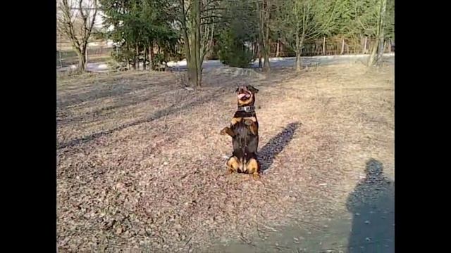 Посвящается моей милой Рейчел смотреть онлайн