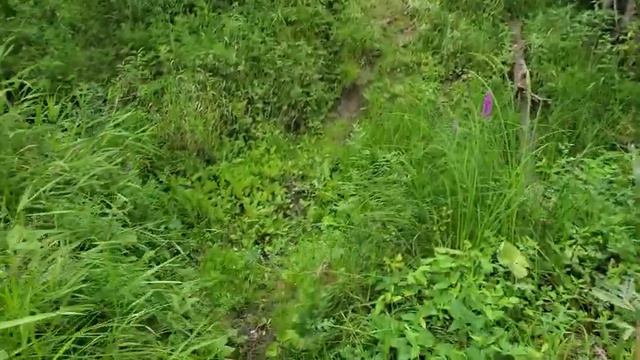 Лето. Прогулка неподалёку от реки. Окрестности Новосибирска. смотреть онлайн