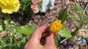 Роза №15 Friesia/Фрезия