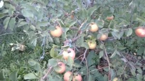 Осенний сорт яблони Санрайз,очень вкусный и слаборослый