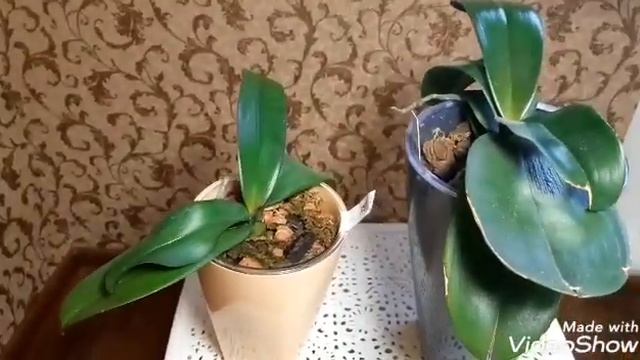 #Орхидеи. Двойные горшки "Бриз" с фитильным поливом для орхидей. Однозначно им быть! смотреть онлайн