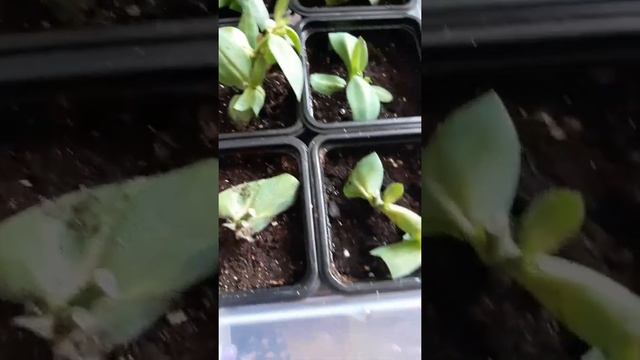 Результаты черенкования Эустомы. смотреть онлайн