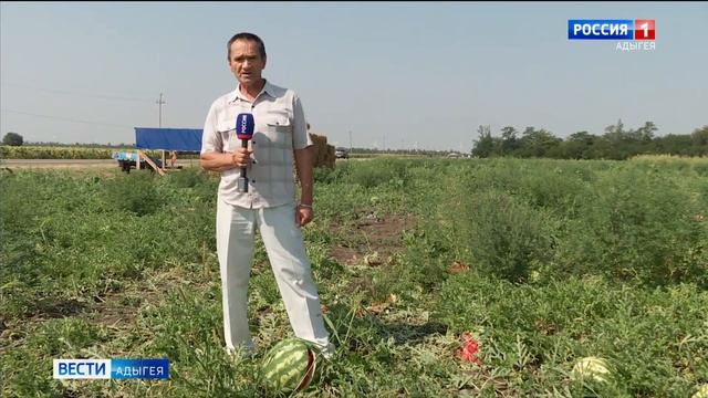 У аграриев, занимающихся выращиванием бахчи, в самом разгаре сбор урожая смотреть онлайн