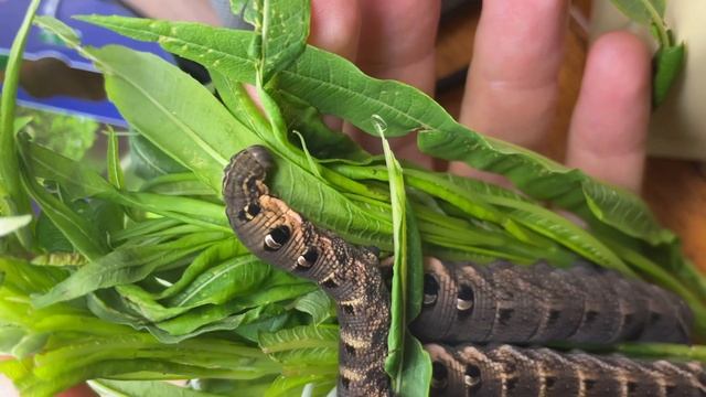 Гусеницы винного бражника - 12 день смотреть онлайн