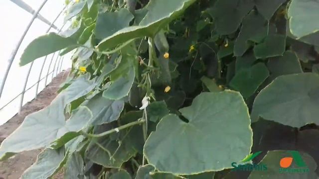 Огурец СВ 4097 ЦВ F1 смотреть онлайн