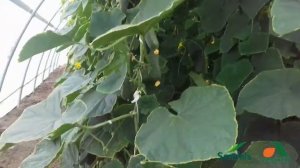 Огурец СВ 4097 ЦВ F1