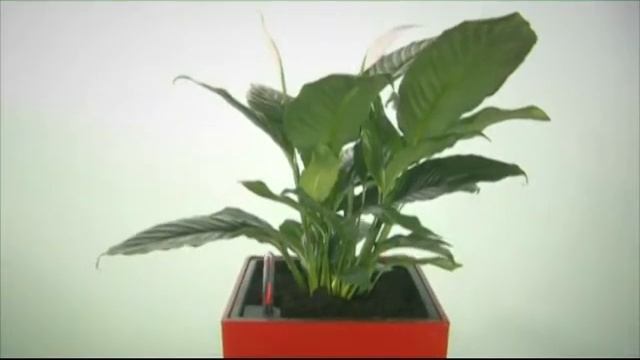 Экология дома. Весенняя пересадка растений в чудо-горшки с системой автополива. смотреть онлайн