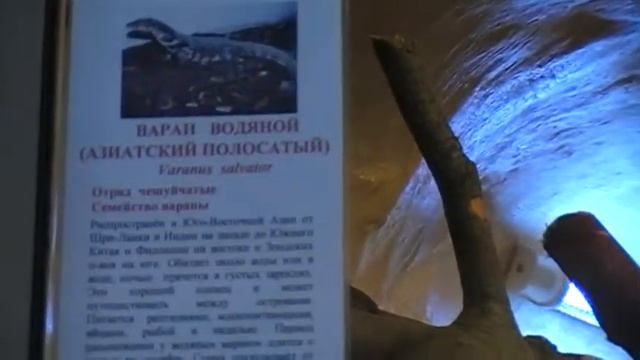 Варан водяной, азиатский полосатый смотреть онлайн