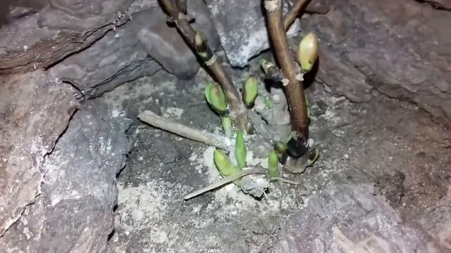 Как перезимовала крупнолистная гортензия в подвале смотреть онлайн