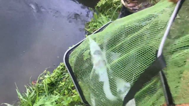 10.08.2018 осетровый улов Ярика за ночь смотреть онлайн