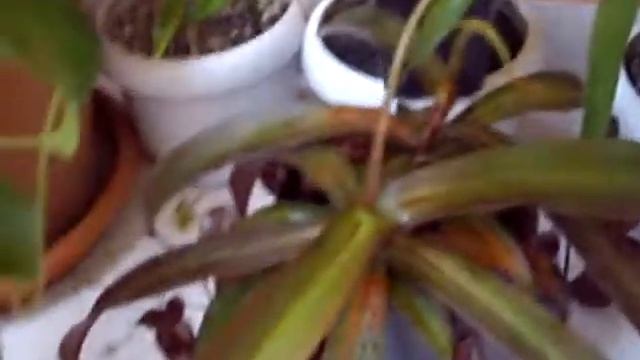 Nepenthes sanguinea, ventrata and aristochoides with humidifier смотреть онлайн
