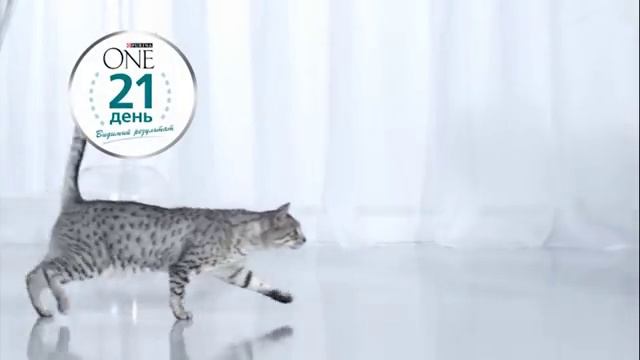 PURINA ONE®. Видимый результат в каждом кадре смотреть онлайн