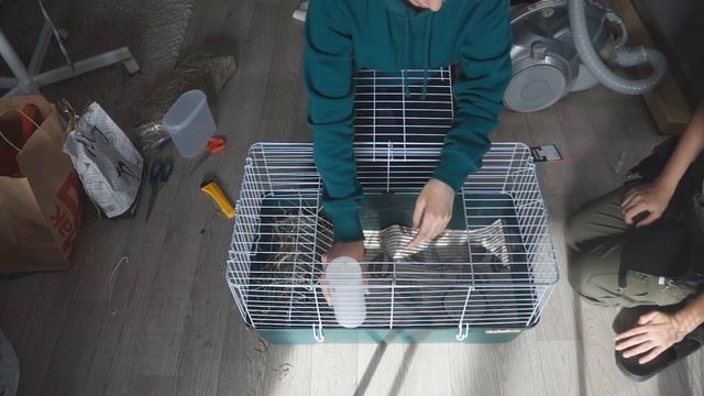 купили морскую свинку! смотреть онлайн