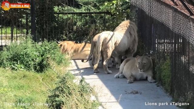 Кай в загуле: кто не спрятался - он не виноват ? Тайган. Lions life in Taigan. смотреть онлайн