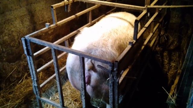 Как ведёт себя свинья перед опоросом смотреть онлайн