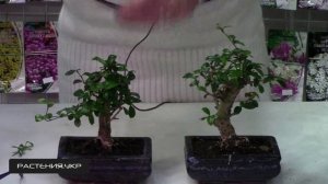 Как вырастить бонсай? / Формирование кроны бонсай