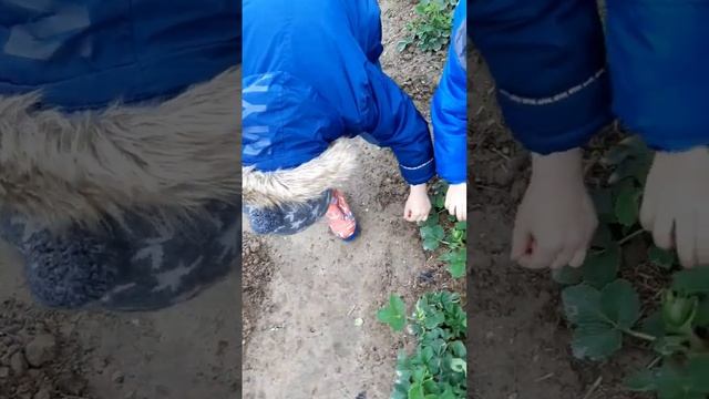 нашествие мухожуков! жуки похожие на черных мух атакуют клубнику! Андрей и Ваня спасают грядки! смотреть онлайн