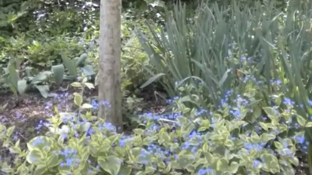 Brunnera macrophylla Bugloss смотреть онлайн