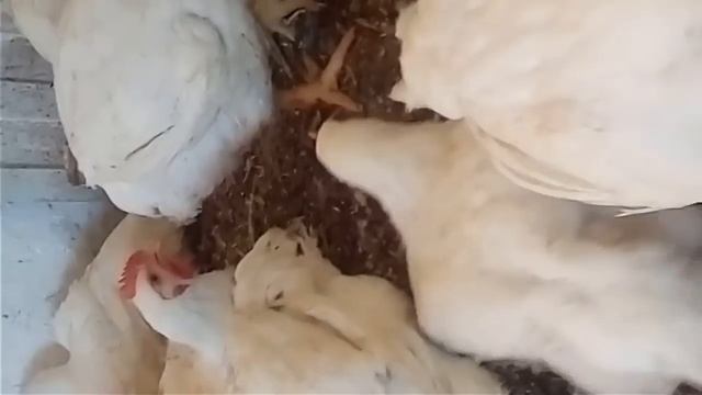 ИТОГИ ЭКСПЕРЕМЕНТА, ЗАРАБОТОК НА БРОЙЛЕРАХ, ВЫРАЩИВАНИЕ БРОЙЛЕРОВ, КУРЫ БРОЙЛЕРЫ. смотреть онлайн