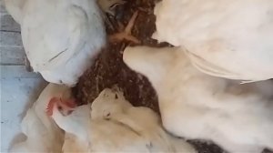 ИТОГИ ЭКСПЕРЕМЕНТА, ЗАРАБОТОК НА БРОЙЛЕРАХ, ВЫРАЩИВАНИЕ БРОЙЛЕРОВ, КУРЫ БРОЙЛЕРЫ.