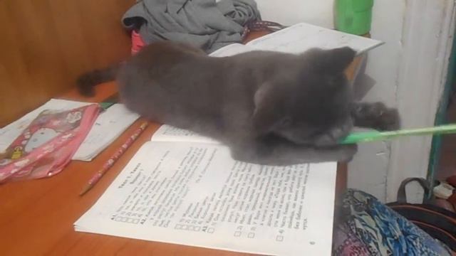 наша любимая кошка бусинка смотреть онлайн