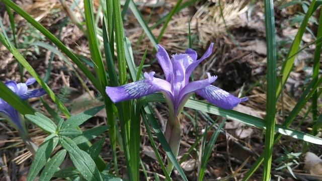 Красоты майского леса 2020 (ВКО, Риддер, Громотушенское ущелье) смотреть онлайн