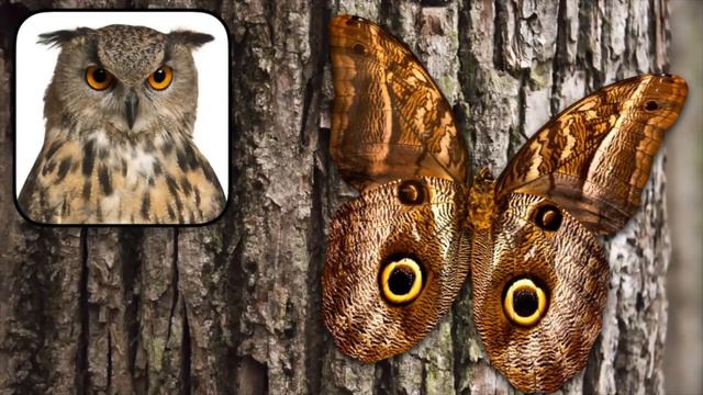Why are butterflies so colorful? смотреть онлайн