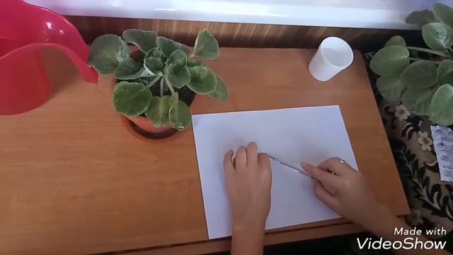 Как размножаются фиалки. Самый простой способ размножения фиалки листиком. Для начинающих. смотреть онлайн