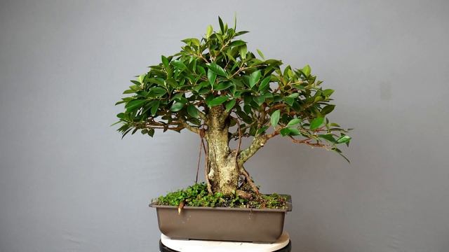 Display Series: Upright Tiger Bark Ficus With Aerial Roots смотреть онлайн