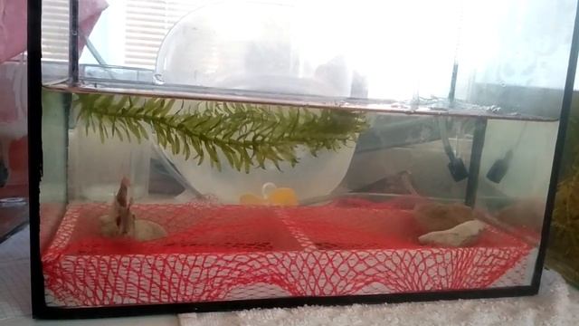 Нерест суматранского барбуса смотреть онлайн