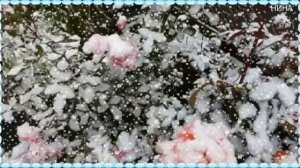 РОЗЫ НА СНЕГУ - Азамат Исенгазин