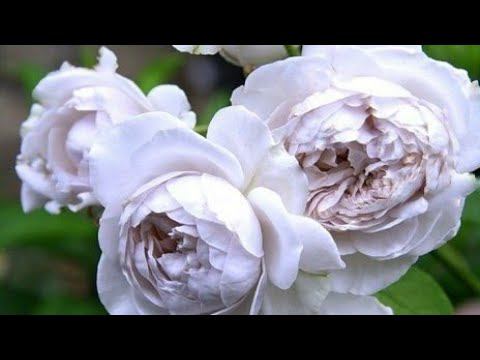 Розы из" Элит".Очередная посылка. смотреть онлайн