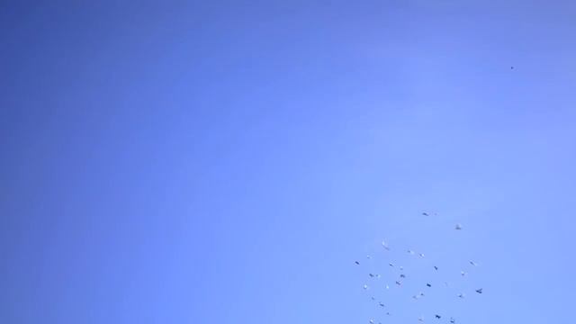 Бойные голуби КАЗАХСТАНА. Это кого проверять буду до весны. смотреть онлайн