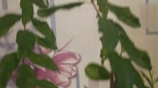 Мои гранаты чувствуют весну! Один зацвёл, КАРЛИКОВЫЙ ГРАНАТ активно наращивает зелень. смотреть онлайн