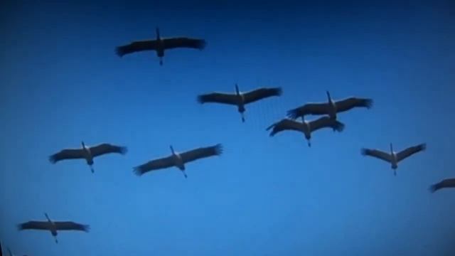 Марк Бернес Журавли смотреть онлайн