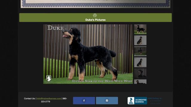 "Duke"- Standard Phantom Poodle Stud from Recherche Bernes смотреть онлайн