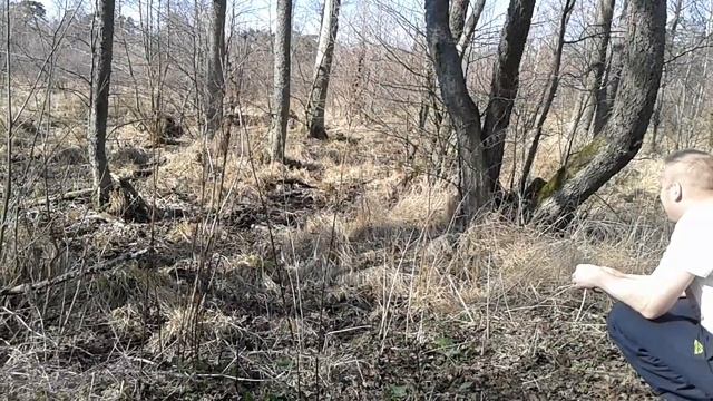 Куршская коса, лисичка.Kurische Nehrung Russland смотреть онлайн