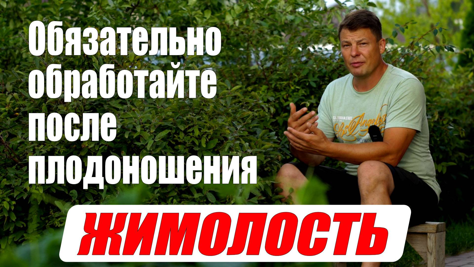 Уход за жимолостью после сбора урожая смотреть онлайн