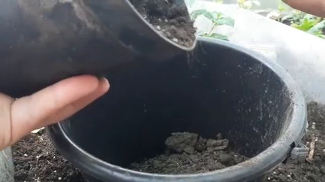Мои фуксия после зимовки, сколько выжило//меняю часть грунта и добавляю осмокот! смотреть онлайн
