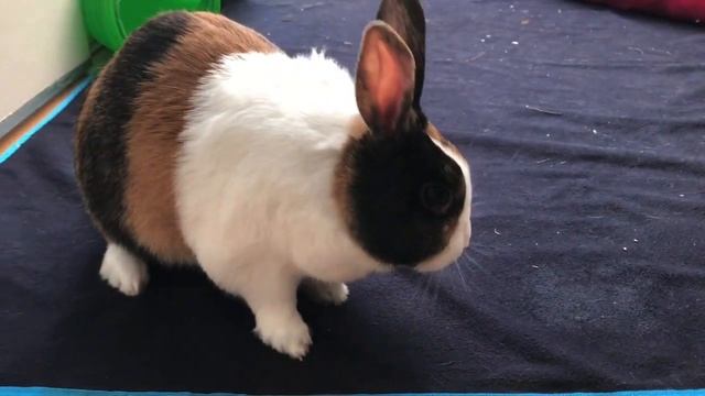 Ep1: A Bunny’s Tale смотреть онлайн