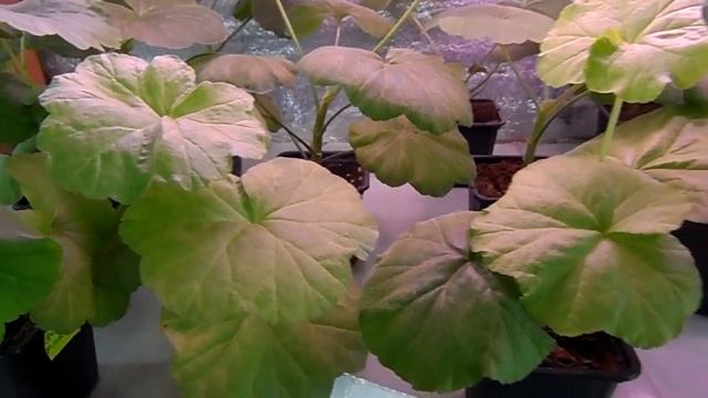 Пеларгония. Препараты от чёрной ножки и вредителей. смотреть онлайн