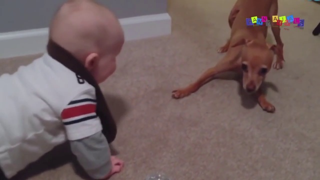 ЖИВОТНЫЕ ПРИКОЛЫ. Приколы с животными, подборка, смешно. смотреть онлайн