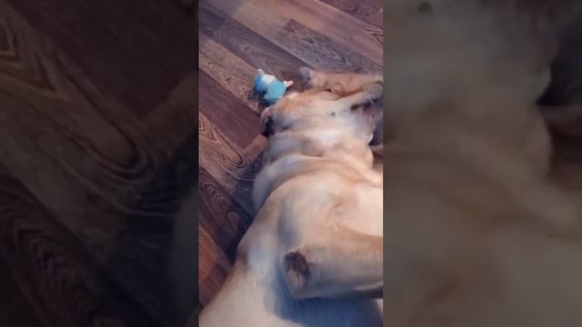 Удивительные отношения котенка с собакой. Лабрадор Рэй и котенок Рэми ? ? смотреть онлайн