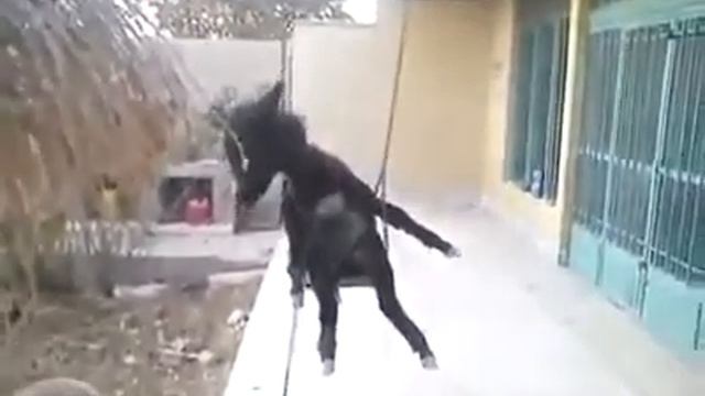 Burro apaixonado смотреть онлайн