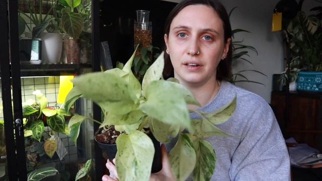 My Entire EPIPREMNUM Collection ? Aureum, Pinnatum & Amplissimum