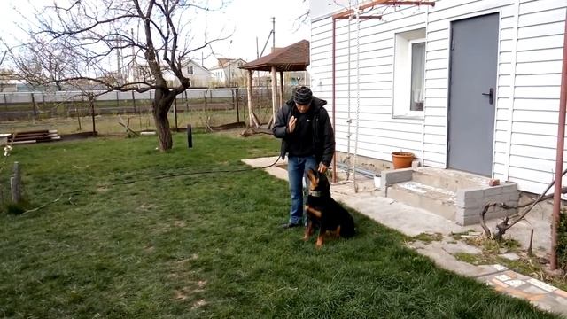 Ротвейлер, команды жестами и голосом на расстоянии. смотреть онлайн
